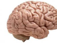 Белое вещество головного мозга: строение, функции