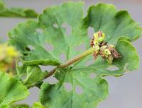 Болезни герани – используем простые способы борьбы с заболевания цветка Болезни плющелистной герани и лечение